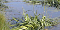 Water Cluster promotional image