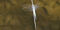Water Cluster promotional image